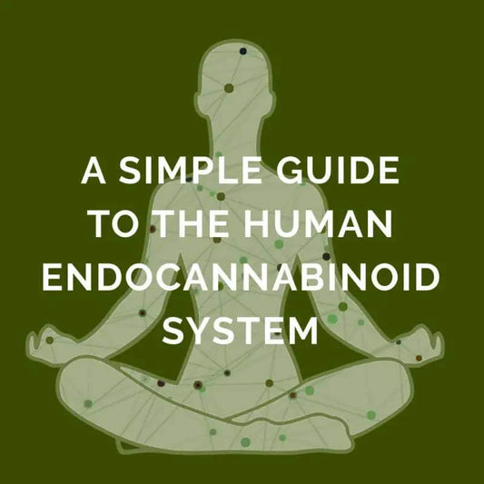 The Endocannabinoid System: Unlocking Your Body’s Balance and Wellness - Texas Freedom