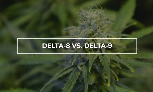 Delta-8 vs. Delta-9 vs. THCP: Understanding the Key Differences - Texas Freedom