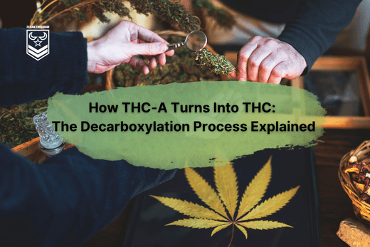 Two individuals examining a cannabis bud with a small magnifying glass with the words "How THC-A Turns Into THC: The Decarboxylation Process Explained" on top of the picture