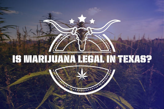 Stylized graphic over a hemp or marijuana field at sunset with the text ‘Is Marijuana Legal in Texas?’ in bold Western-style font. The design includes a longhorn skull, three stars, and a cannabis leaf.